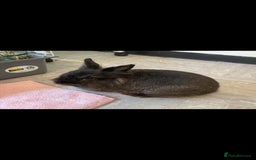 Netherland Dwarf rabbits for sale: 2x female rabbits - Image 4