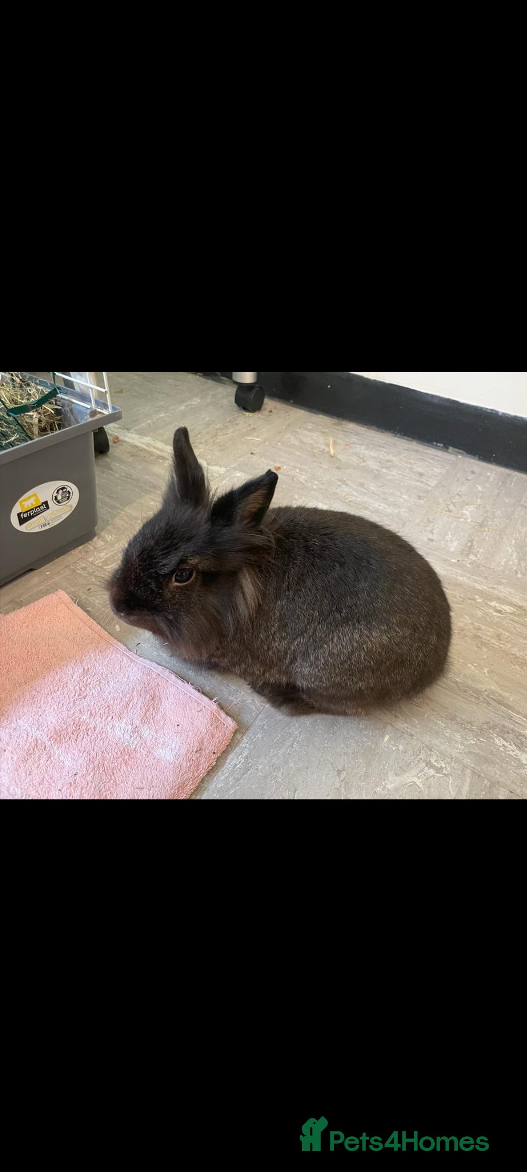 Netherland Dwarf rabbits for sale: 2x female rabbits - Image 4