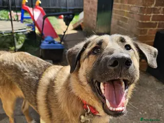 Mixed Breed dogs for sale: Handsome Bob - Advert 1