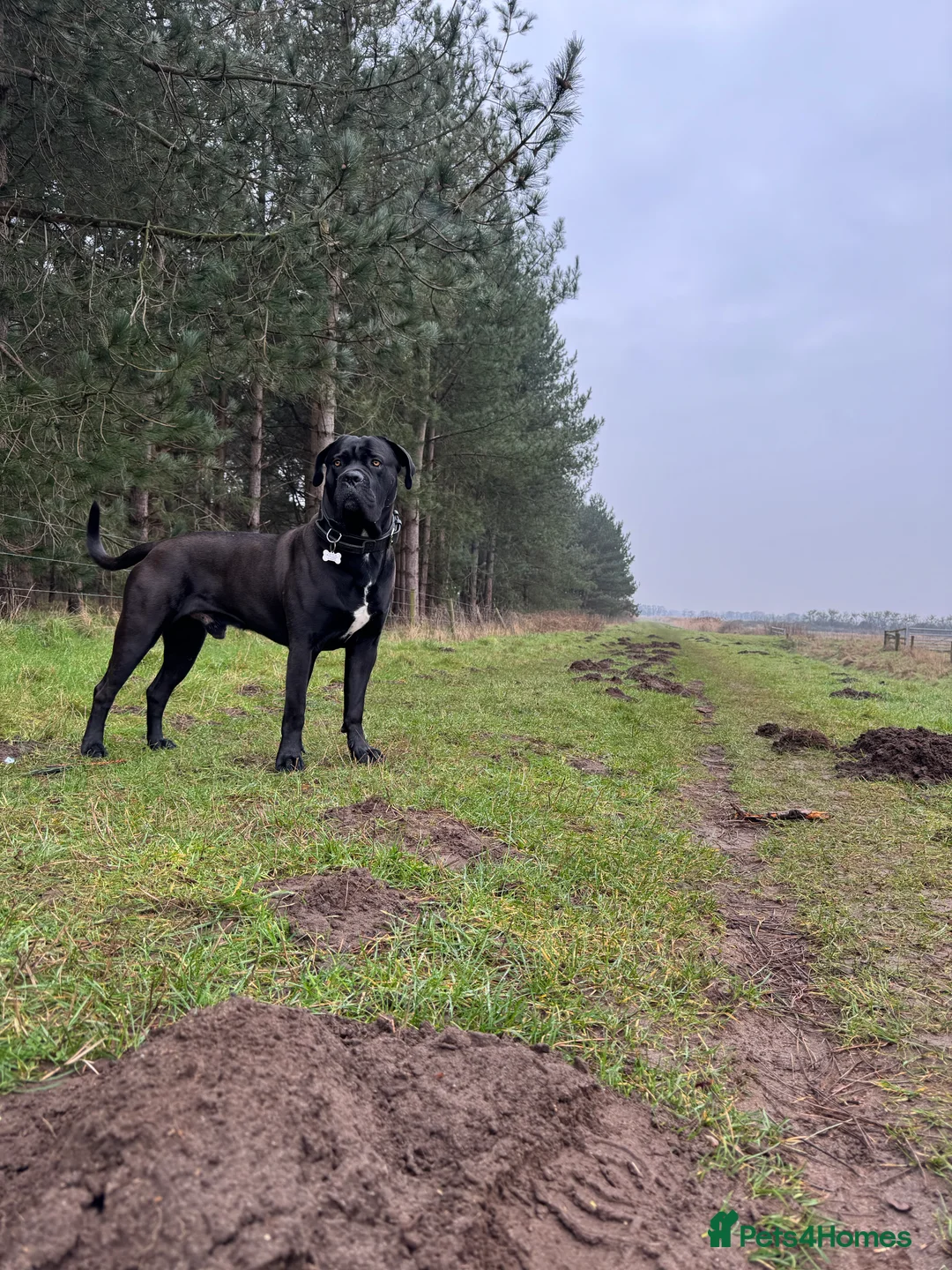 Cane Corso dogs for stud: Roger in Colchester - Advert 11