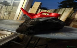 Mixed Breed rabbits for sale: Young buck  - Image 5