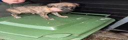 Mixed Breed dogs for sale: Collie whippet Bedlington greyhound puppies in Blackburn - Advert 7
