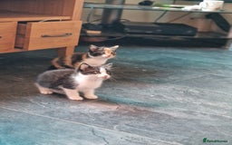 Ragdoll cats for sale: 2 beautiful half ragdoll kittens - Image 3