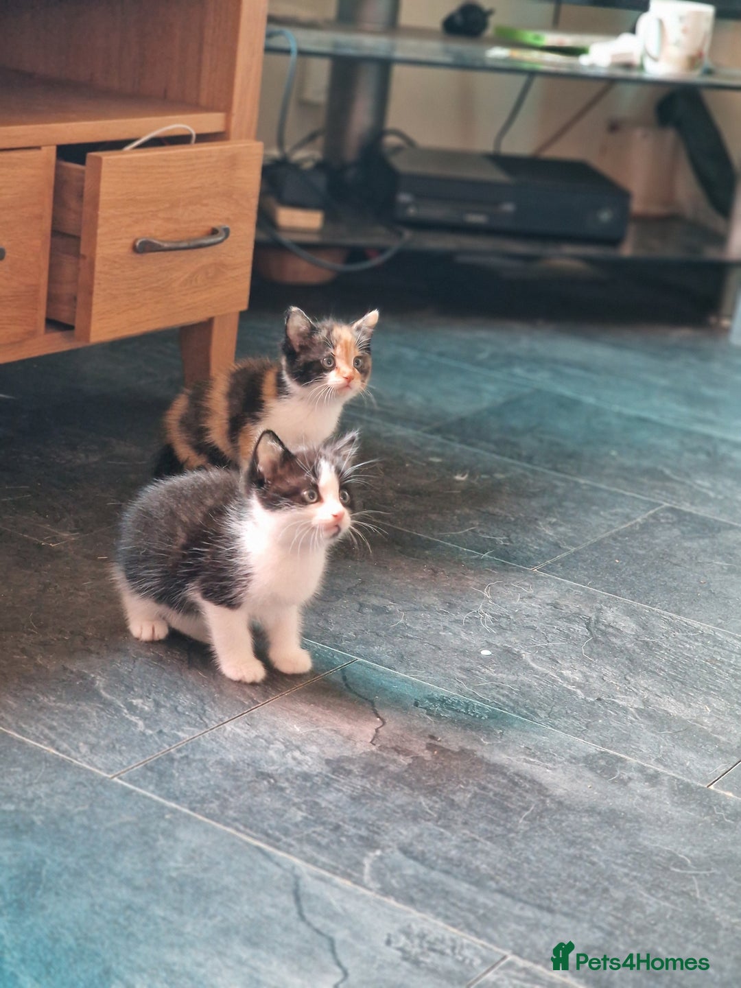 Ragdoll cats for sale: 2 beautiful half ragdoll kittens - Image 3