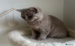British Shorthair cats for sale: GCCF Registered Lilac British Shorthair Boy - Image 7