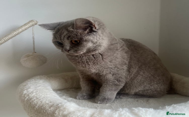 British Shorthair cats - Advert 12