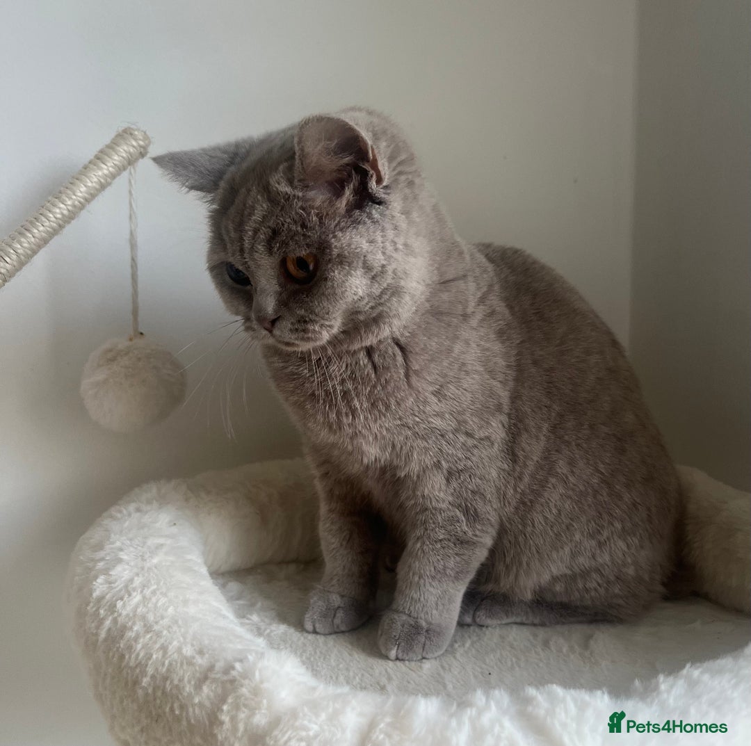 British Shorthair cats for sale: GCCF Registered Lilac British Shorthair Boy - Image 7