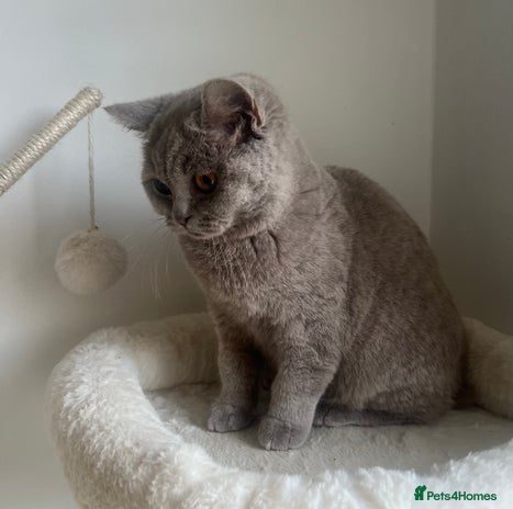 British Shorthair cats - Advert 12