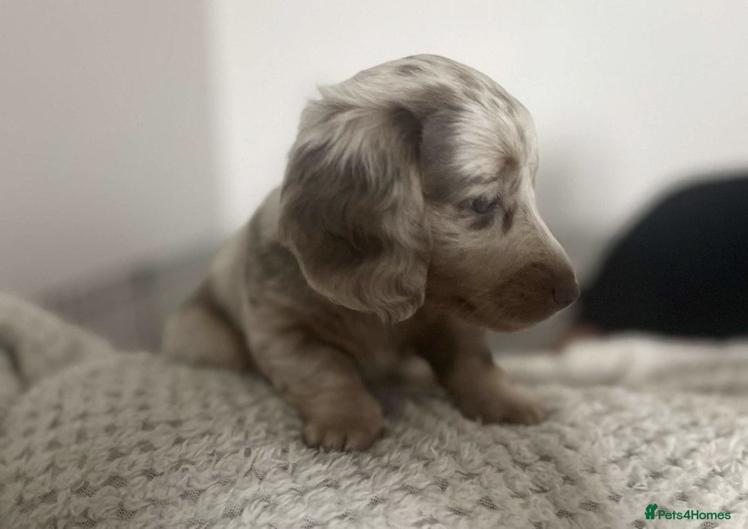 Miniature Dachshund dogs for sale: GORGEOUS LONG-HAIRED MINIATURE DACHSHUND PUPPIES! - Image 10