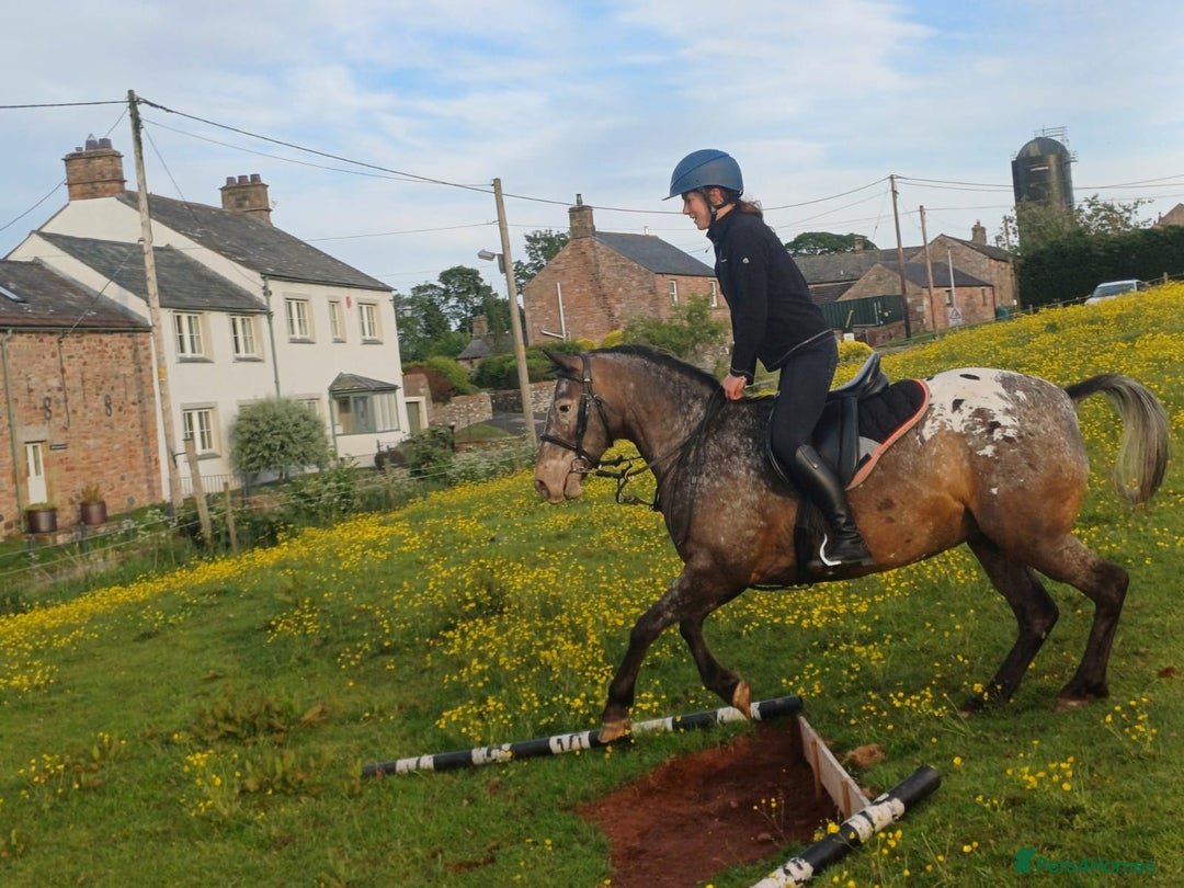 Appaloosa horses for sale: Fantastic allround pony  - Advert 4