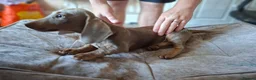 Dachshund dogs for sale: Stunning blue male daschund  - Advert 6