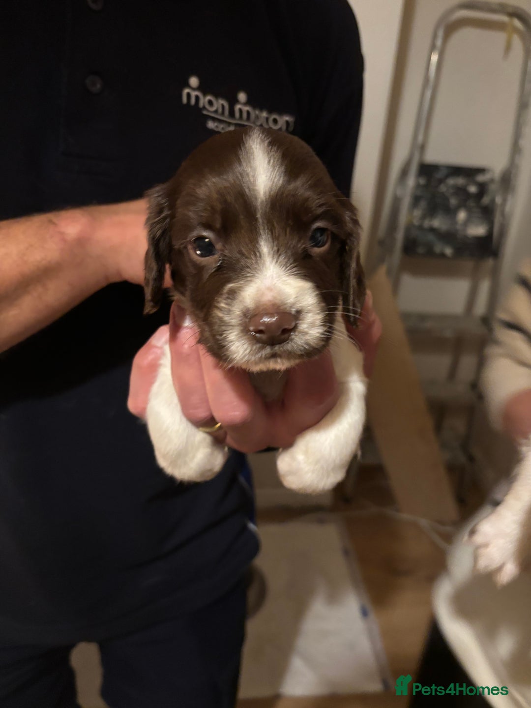English Springer Spaniel dogs for sale: 7 springer spaniel puppies. Both parents working - Advert 4