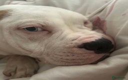Mixed Breed dogs for sale: Dexter  - Image 1