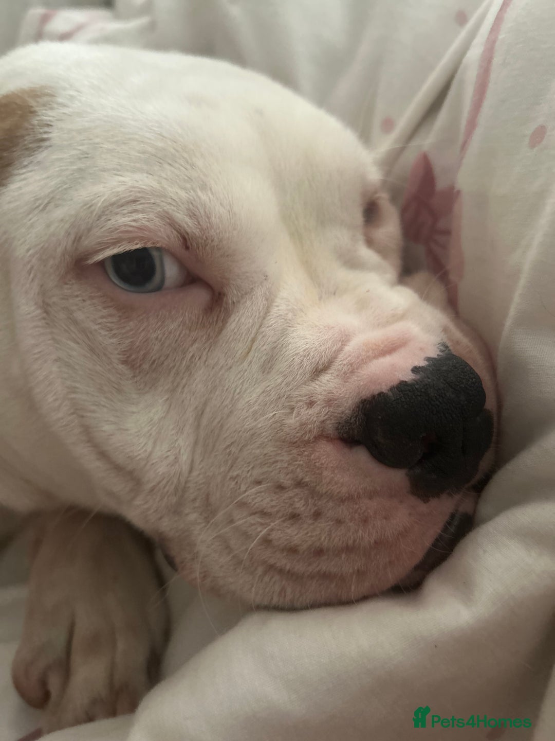 Mixed Breed dogs for sale: Dexter  - Image 1