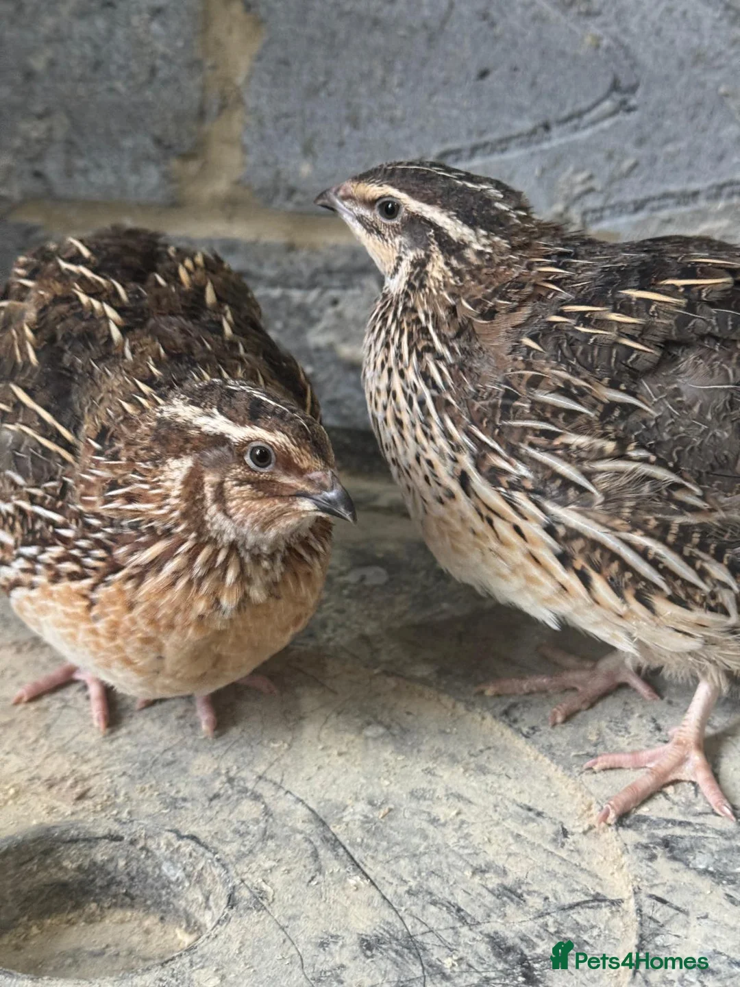 Quail poultry for sale: English White and Estonian breed quail  - Advert 1