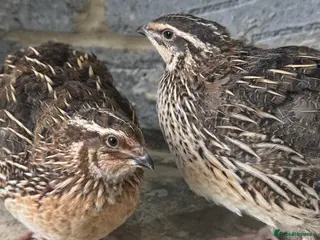 Quail poultry for sale: Any ages English White and Estonian breed quail - Advert 2