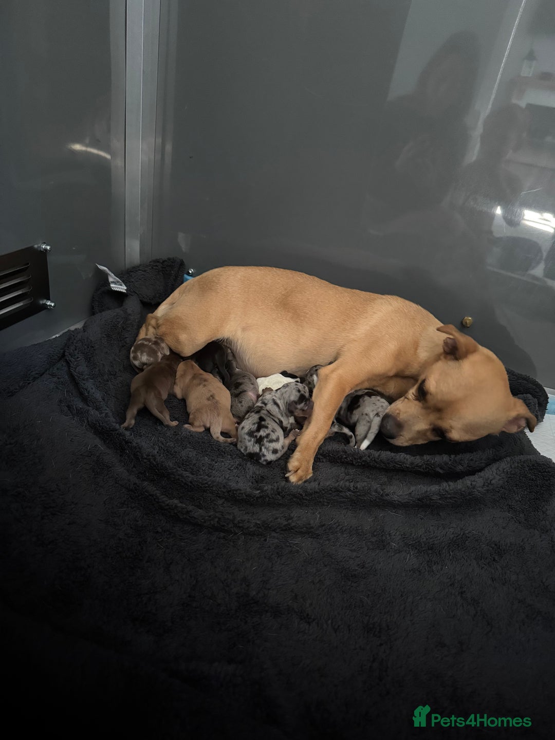 Jack Russell dogs for sale: 9 Jack Russel merles - Image 6