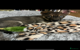 Mixed Breed dogs for sale: Beautiful Border Collie x Husky - Image 5