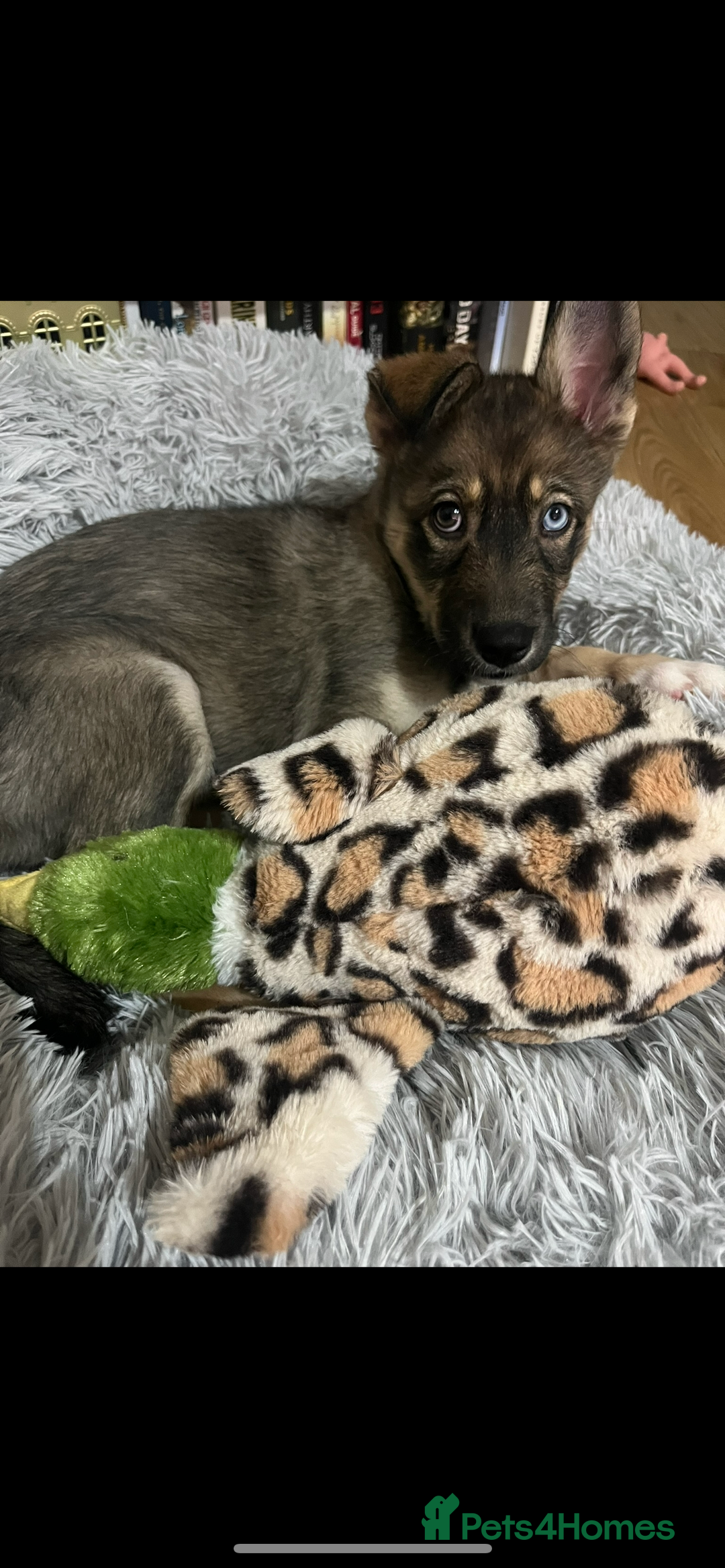 Mixed Breed dogs for sale: Beautiful Border Collie x Husky - Image 5