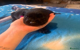 Labrador Retriever dogs for sale: Labrador puppys - Image 25