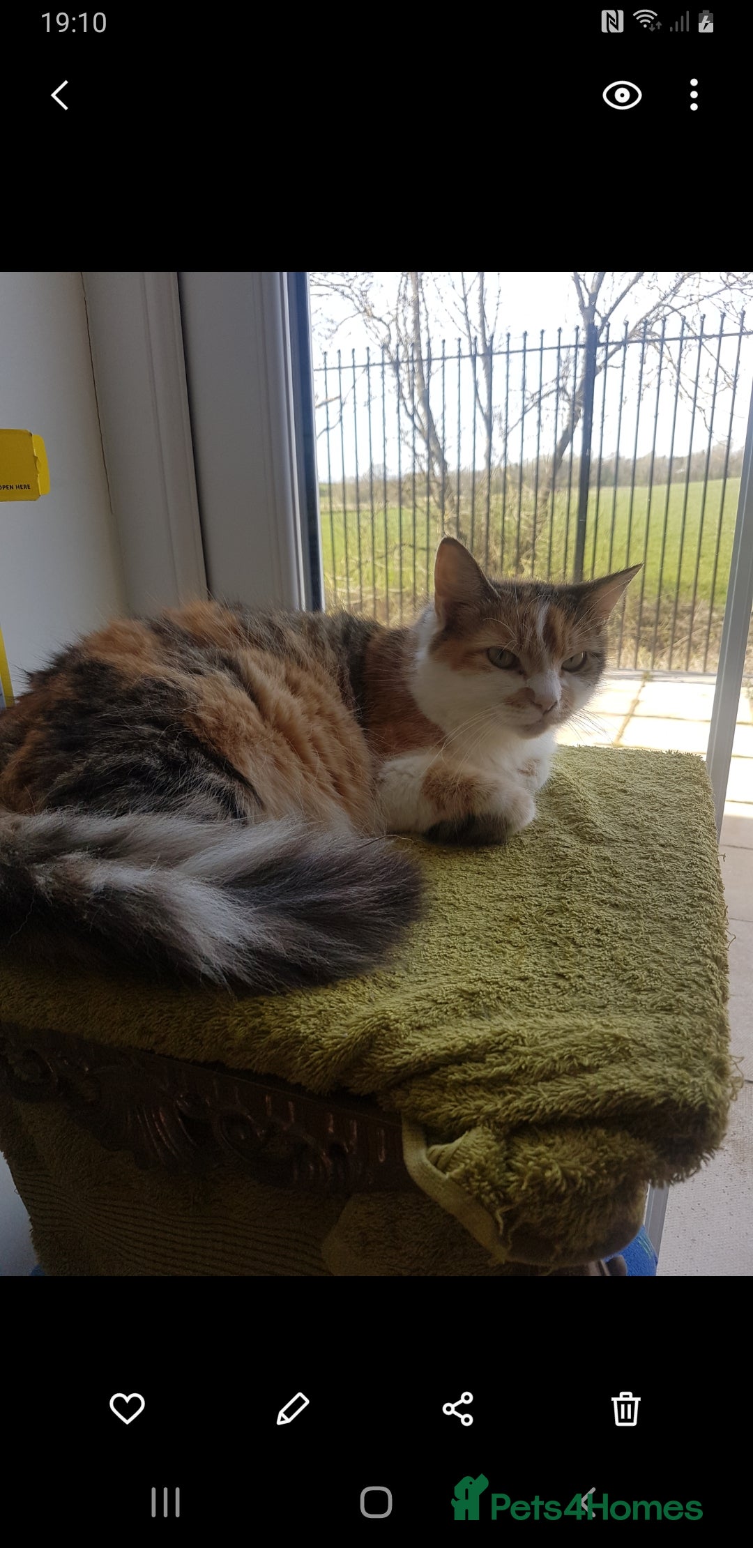 Mixed Breed cats for sale: Fabulous kittens 4months old x2  - Advert 5