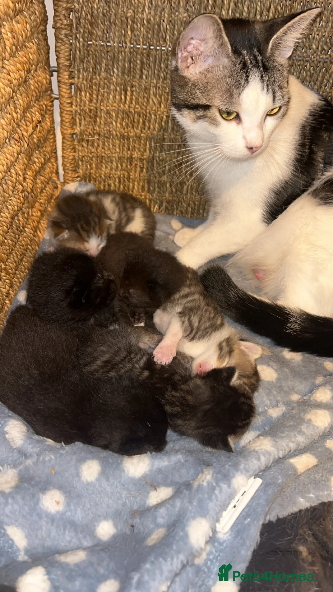 Mixed Breed cats for sale: 3 black kittens for sale in Rochester - Advert 2
