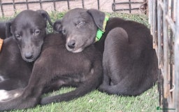 Greyhound dogs for sale: 💙READY TO GO💙 1 pup left - Irish Greyhound  - Image 23