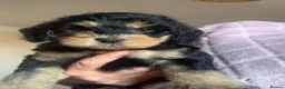 Cockapoo dogs for sale: Beautiful F1b Cockapoo Puppies phantom colours 🐾 - Advert 8