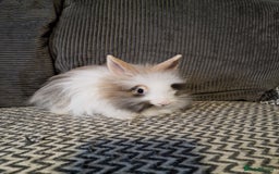 Lionhead rabbits for sale: Lionhead baby rabbits  - Image 14