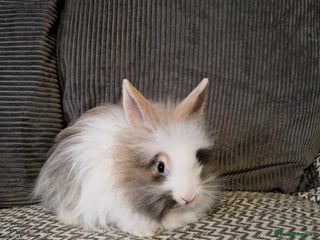 Lionhead rabbits - Advert 15