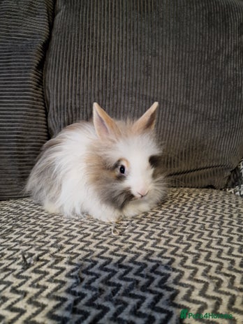 Lionhead rabbits - Advert 13