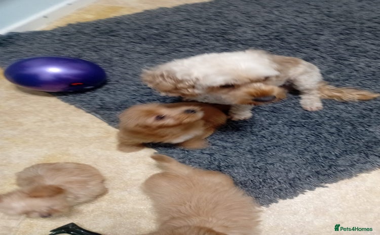 Mixed Breed dogs Cavapoo puppys - Advert 11