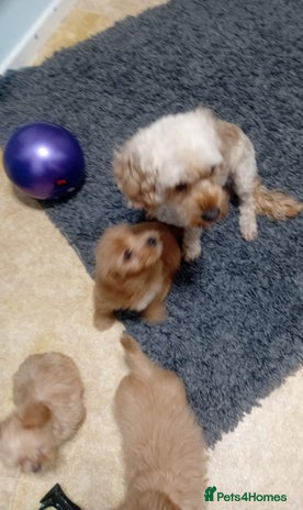 Mixed Breed dogs Cavapoo puppys - Advert 11