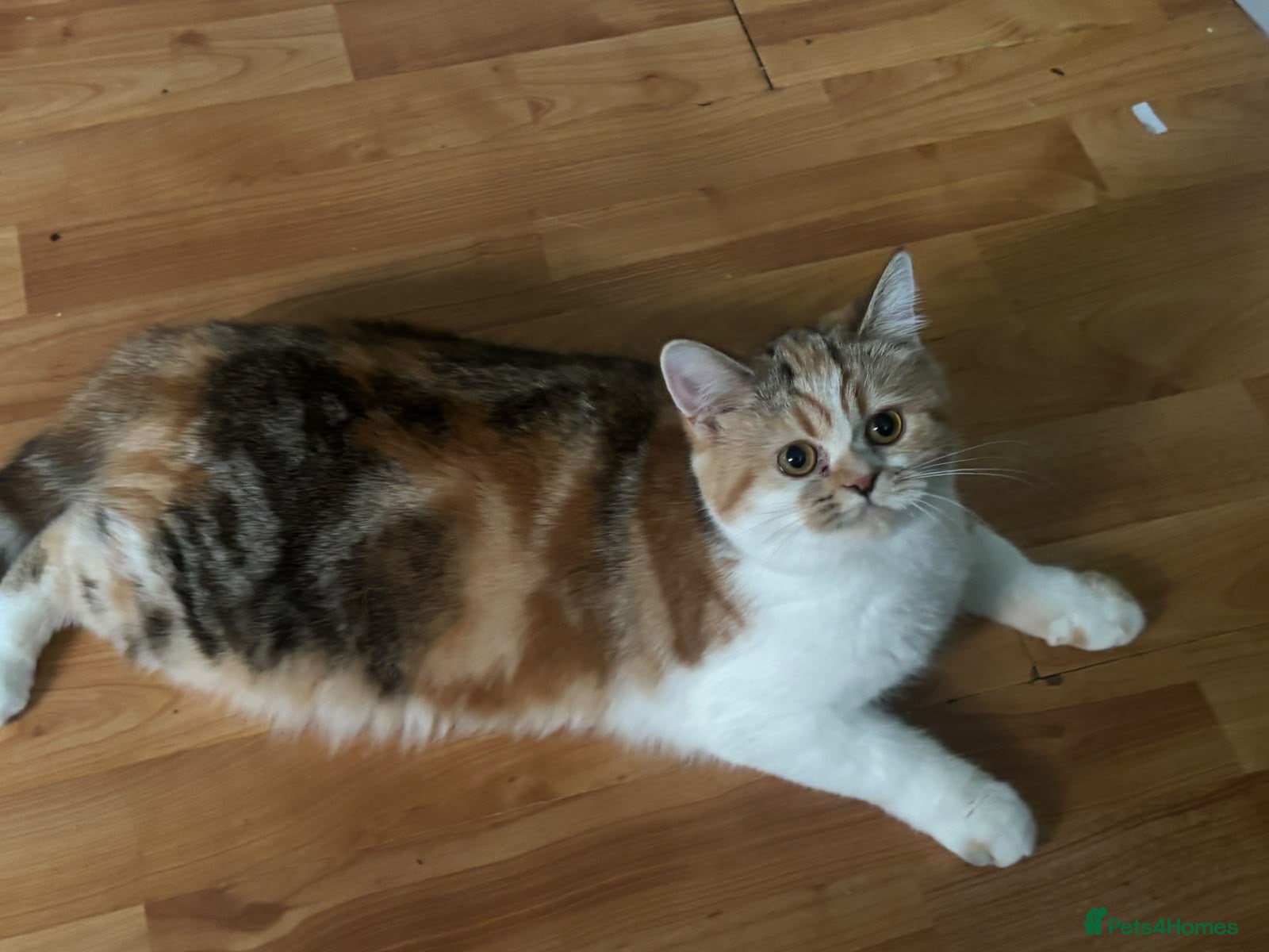 British Shorthair cats Full Pedigree Kittens available  - Advert 21