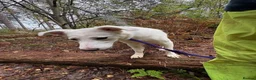 Mixed Breed dogs for adoption: Lulu - Norwich Norfolk  - Advert 23