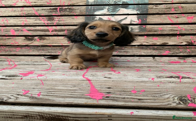 Miniature Dachshund dogs - Advert 1