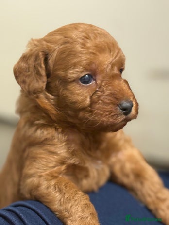 Jackapoo dogs Beautiful litter of 6 F1B Jackapoos - Advert 4