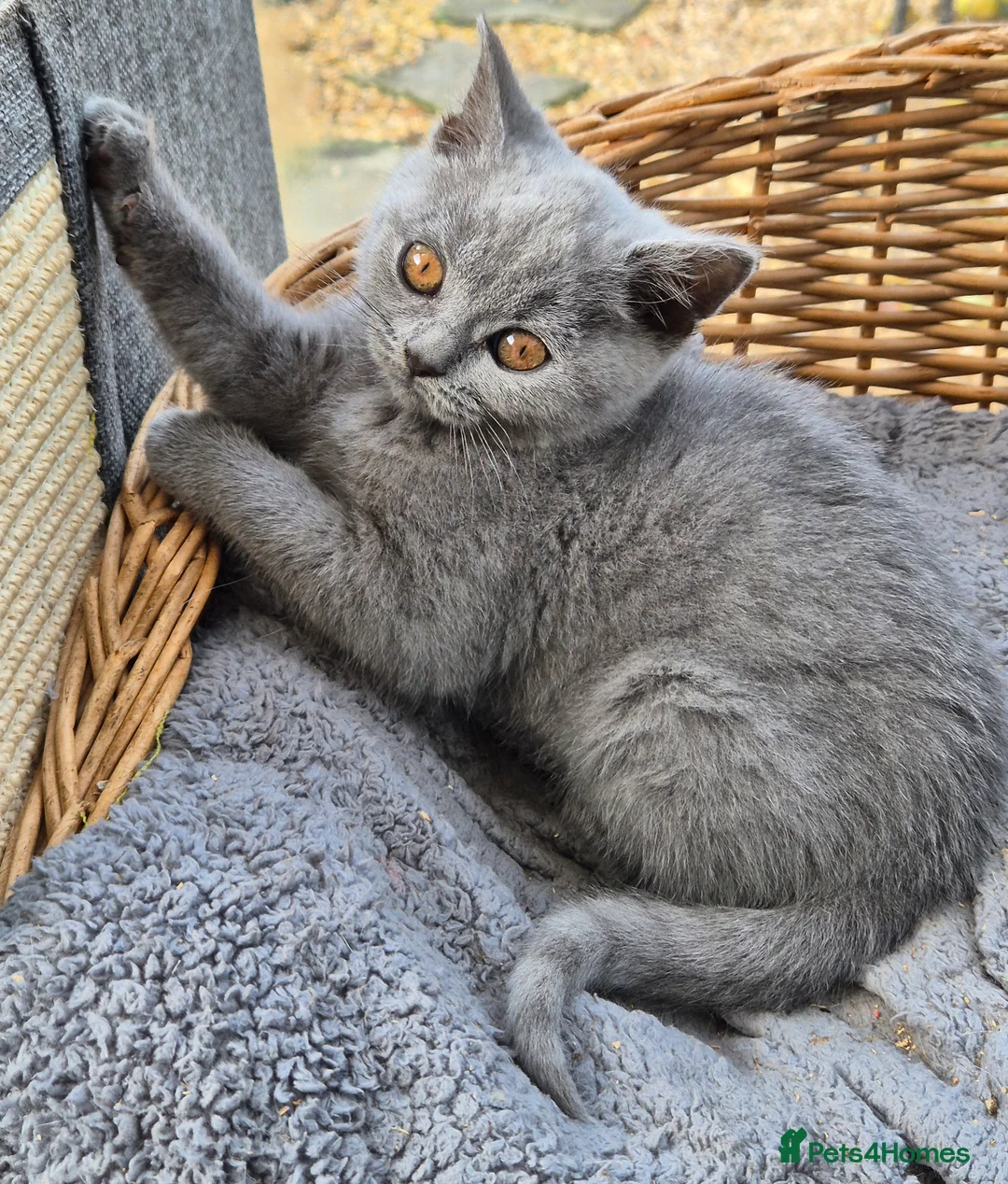 British Shorthair cats for sale: Stunning BSH kitten GCCF Reg Champion sired - Advert 11