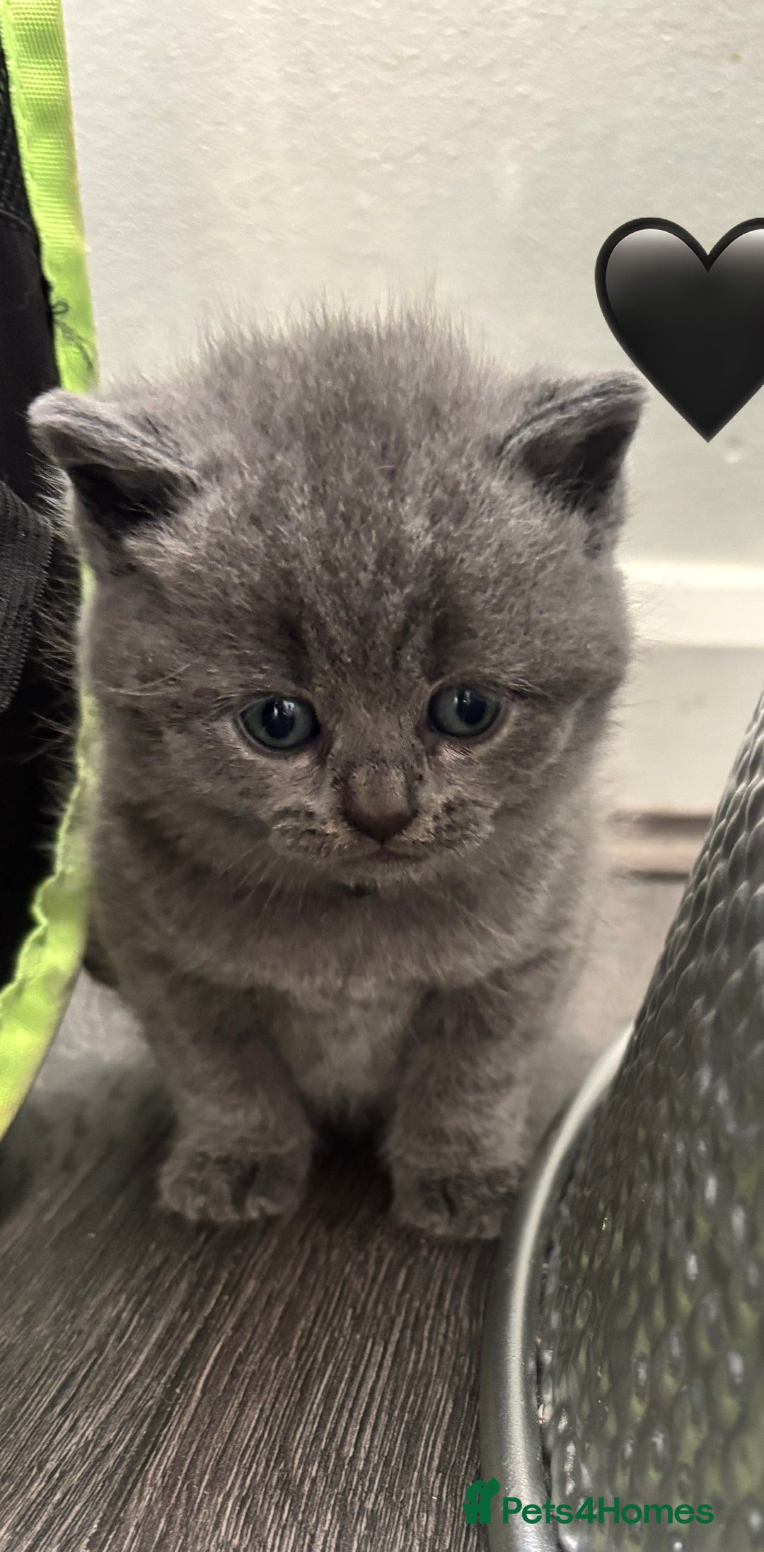 British Shorthair cats for sale: British Shorthair kittens  - Advert 28