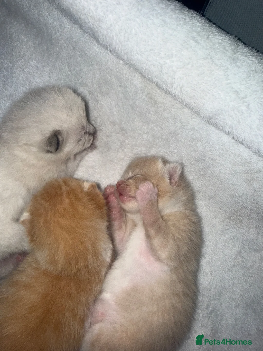 Mixed Breed cats for sale: Beautiful ginger kittens.  - Advert 2