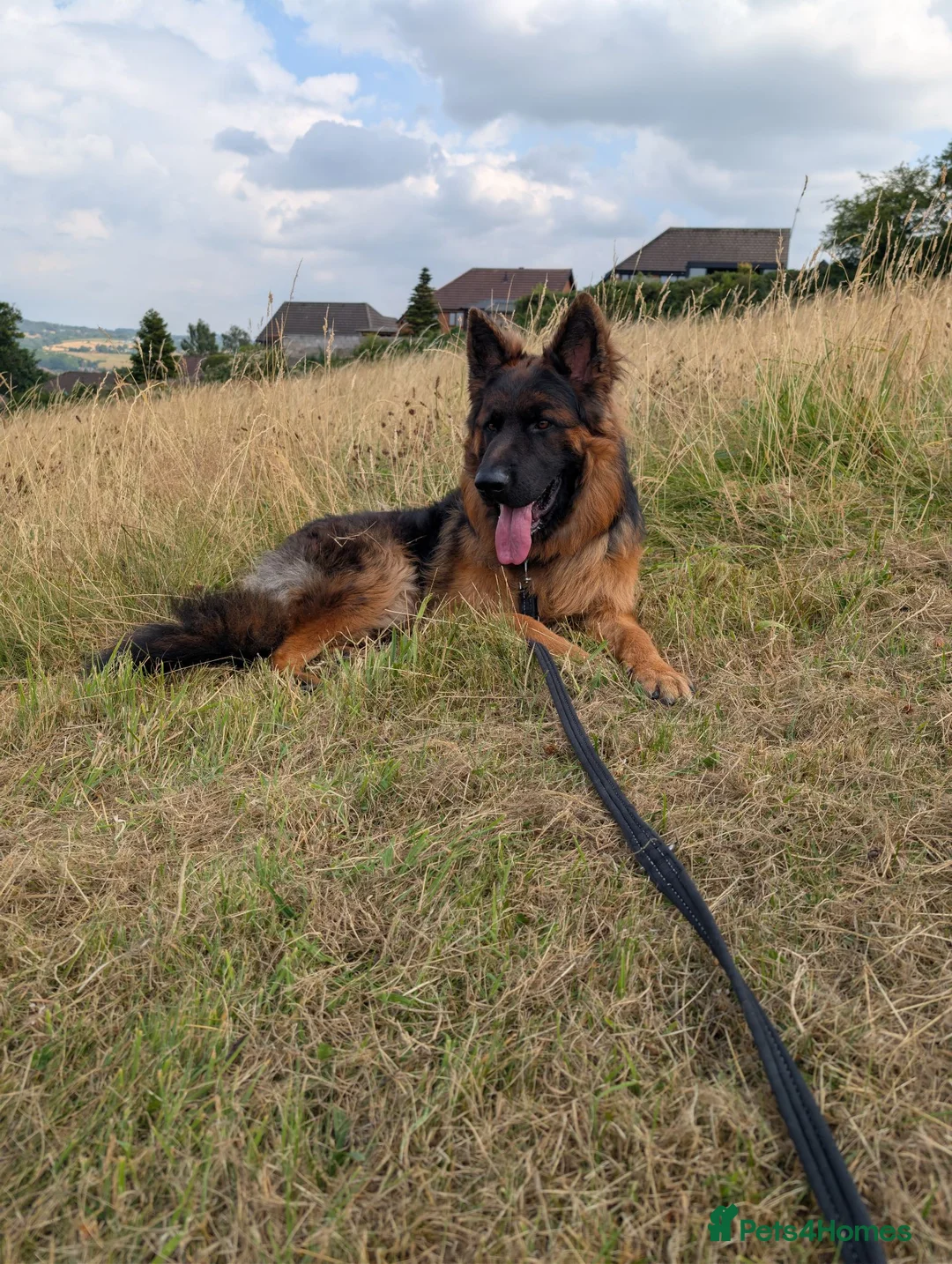 German Shepherd dogs for sale: German Shepherd, 12 Months – Loving Home Needed - Advert 1
