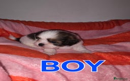 Shih Tzu dogs for sale: Shih tzu  - Image 7