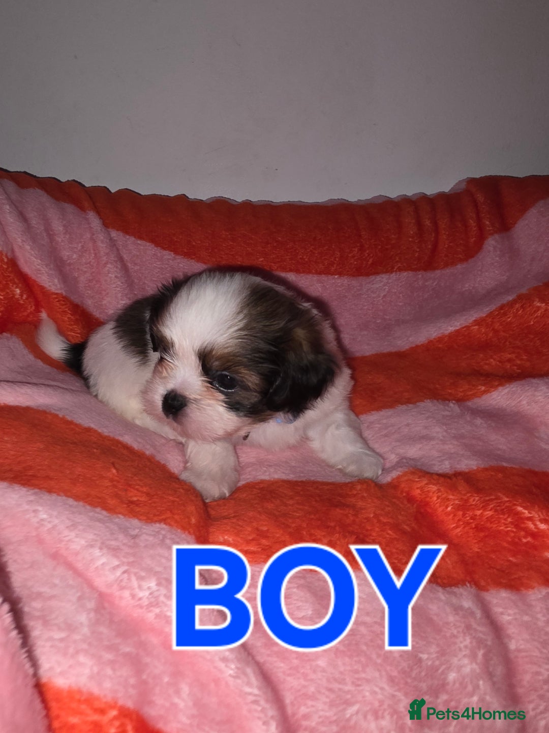 Shih Tzu dogs for sale: Shih tzu  - Image 7