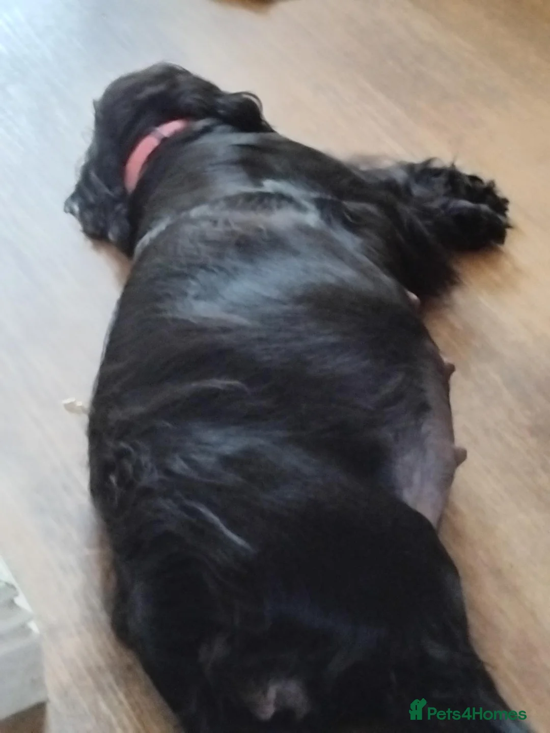 Cocker Spaniel dogs for sale: Working cocker spaniels  in Okehampton - Advert 1