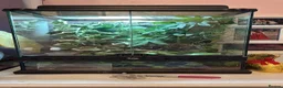 Gecko reptiles for sale: Male gecko and viv  - Advert 6