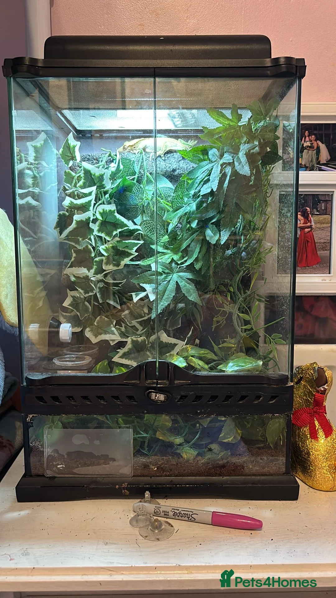 Gecko reptiles for sale: Male gecko and viv  - Advert 6