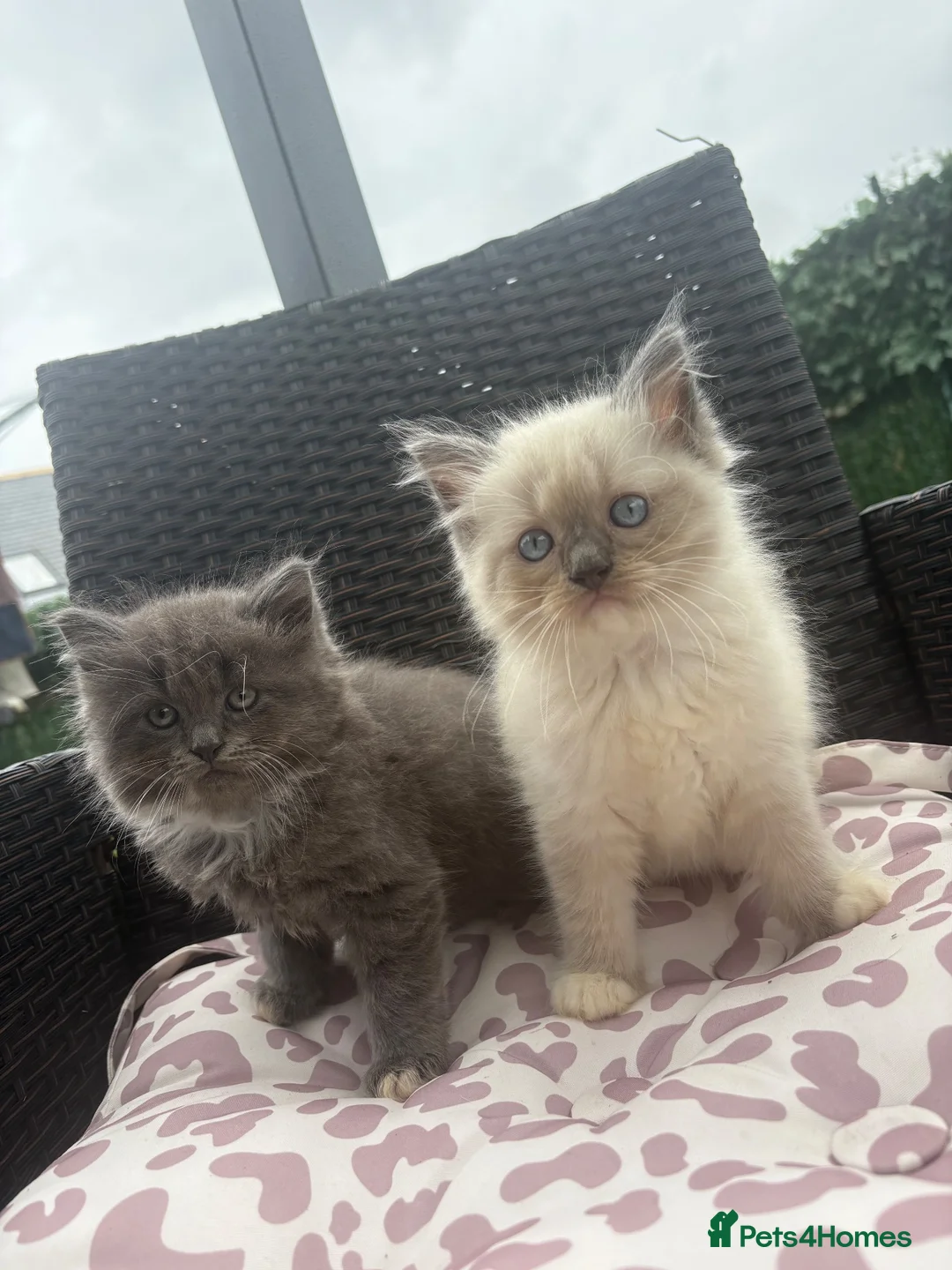 Ragdoll cats for sale: Ragdoll & ragcoon kittens - Advert 1