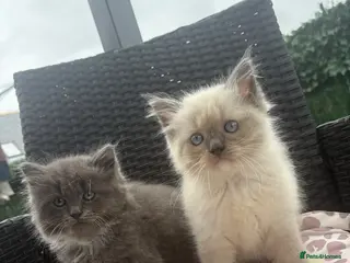Ragdoll cats Ragdoll & ragcoon kittens - Advert 1