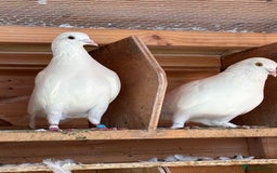 Doves birds for sale: Doves for re-homing - Image 8