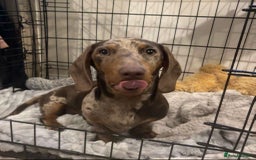 Miniature Dachshund dogs for stud: Chocolate Dapple for Stud - Image 4